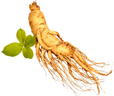 Толченый корень женьшеня (сухой)