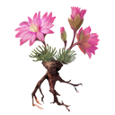 Корень горечавки