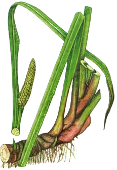 Лирный корень